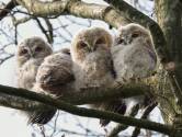 Waarschuwing: laat de takkeling met rust (en meer natuurtips)