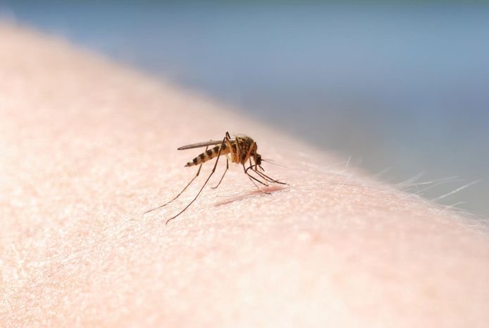 Wanneer de genetisch gemanipuleerde schimmel het lichaam van een mug herkent, dringt die het insect binnen en verspreidt er een insecticide dat het dier doodt.