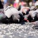 Engels stadje gaat duivenprobleem met antiterreurwet te lijf