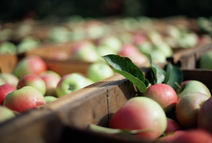 The red side of the apple contains the most vitamin C.