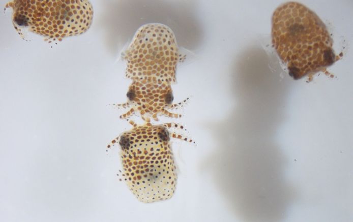 Ces bébés pieuvres (Euprymna scolopes) font partie de l'étude UMAMI, qui vise à déterminer si l'espace modifie la relation symbiotique entre le calmar et la bactérie Vibrio fischeri.