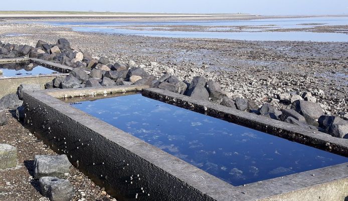 Bij de strandjes van Wemeldinge aan de Oosterschelde komen vier van dit soort getijdebakken. Daarin is te zien wat er onder water allemaal leeft en gebeurt.