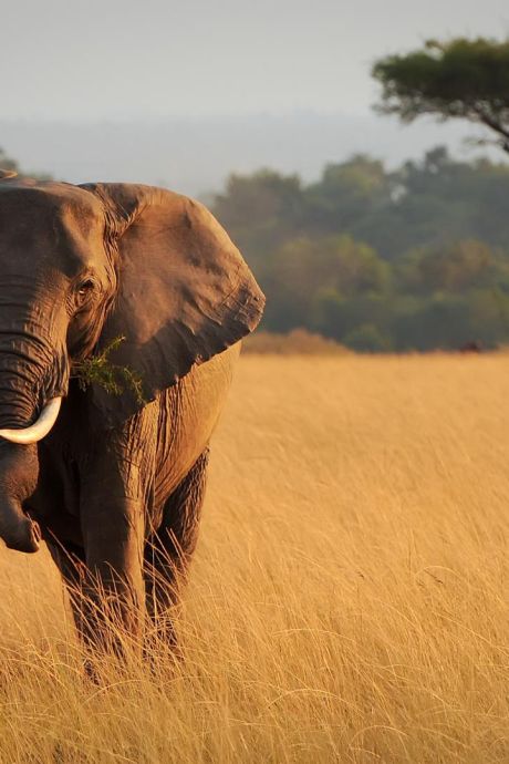Un touriste belge tué par un éléphant au Kenya
