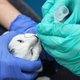 De dierenartsenketen rukt op, wie wordt daar beter van?