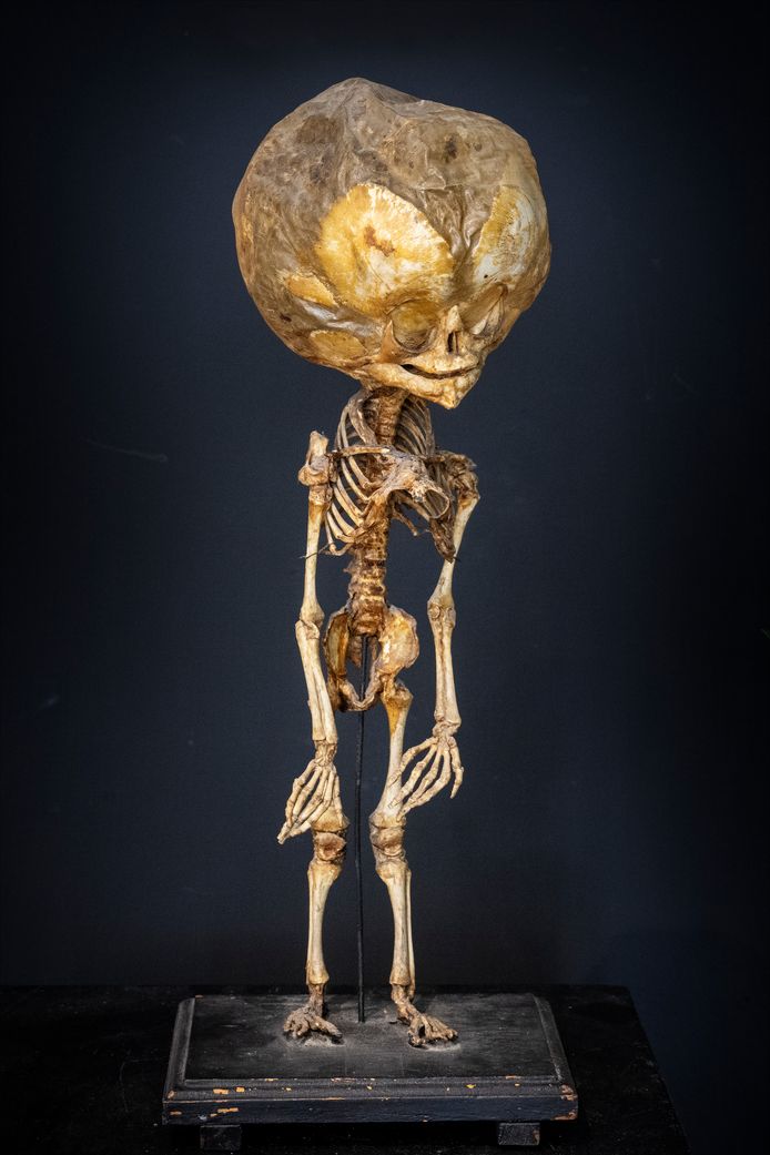 Skelet van waterhoofdbaby te koop in deze winkel ‘Moeder