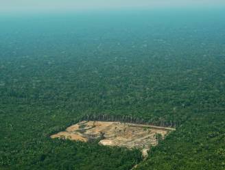 Ontbossing Amazonegebied in Brazilië op hoogste niveau sinds 2008