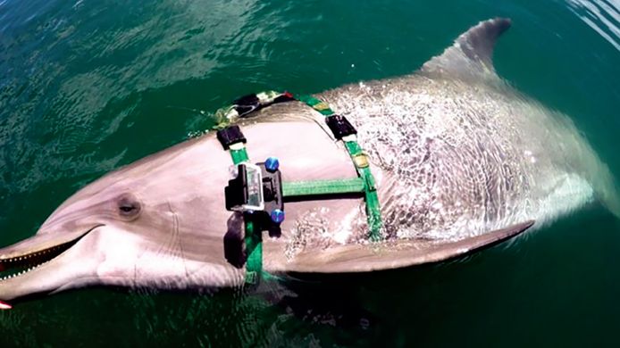 Aan de dolfijnen, die mijnen opsporen voor de Amerikaanse marine, werd een GoPro bevestigd.