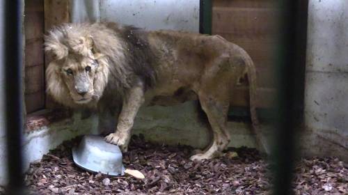 Natuurhulpcentrum bevrijdt zwaar verwaarloosde leeuw