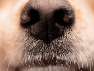 Is een droge neus een signaal dat je hond ziek is?