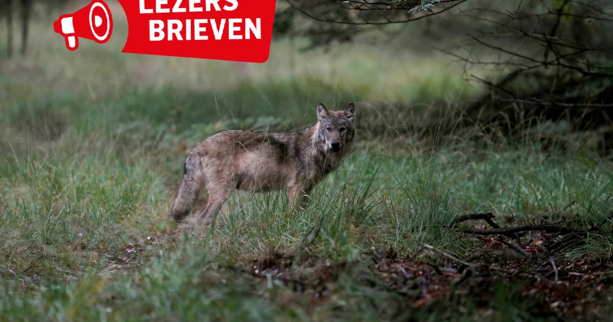 Reacties op wolven: 'Wat als de mens een keer toegetakeld wordt?' - AD