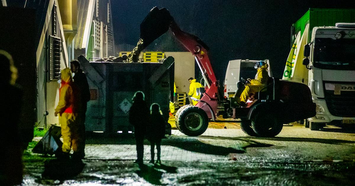 Vogelgriep maakt miljoen slachtoffers en dat is nog maar het begin: 'Als ik een gans zie, krijg ik d