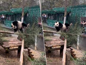 Panda begint plots te twerken tot groot vermaak van bezoekers