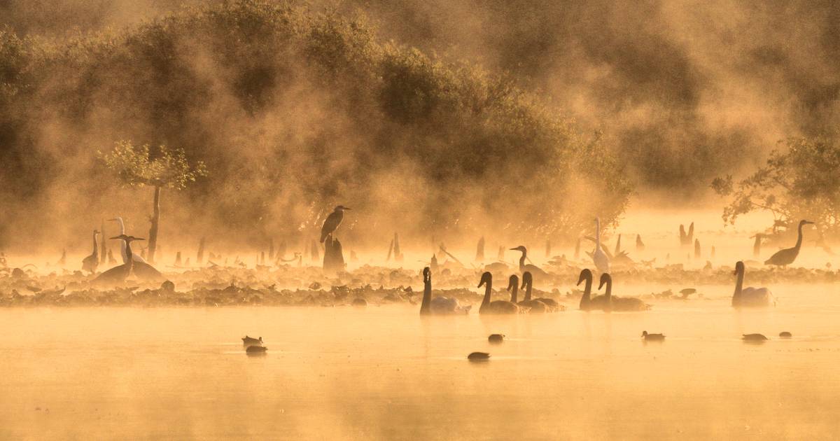 Fotograaf Erik van Asten bewijst voor tweede keer hoe mooi de Leendse natuur is met plekje op presti