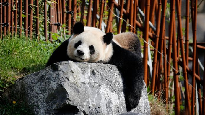 Een panda geniet in het zonnetje in het dierenpark Pairi Daiza