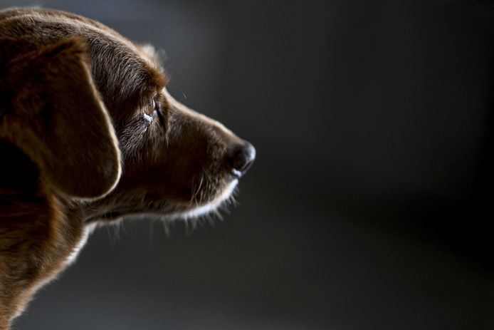 Deze foto van Bobi werd in februari gemaakt toen hij door het Guinness Book of Records gekroond werd als oudste hond ter wereld.