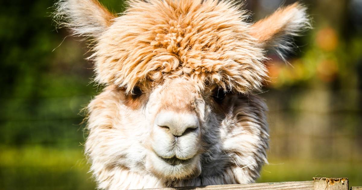 Alpaca's zijn duur en worden oud, waarschuwt Weyts Binnenland hln.be