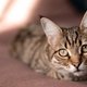 De temperatuur van een kat: wat is normaal en hoe meet je dit?