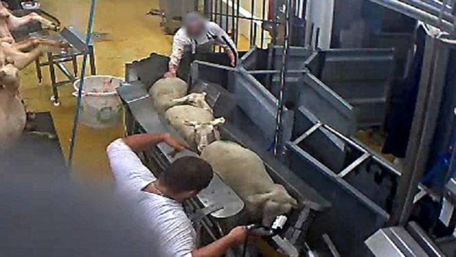 Beelden bewijzen: ook in slachthuis met biolabel moeten dieren onnodig lijden