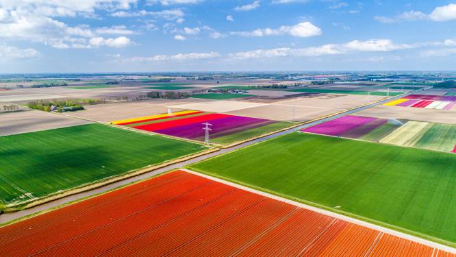 Tulpenfestival in de Noordoostpolder zorgt ook dit jaar voor routes langs bloeiende tulpenvelden