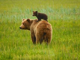 Bruine beer verwondt 9-jarig jongetje in Alaska