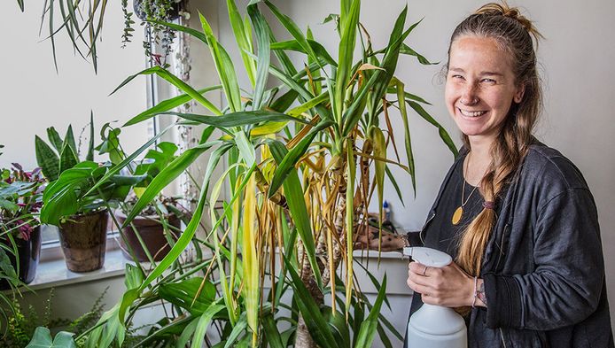 plantenasiel voor dakloze kamerplant utrecht ad nl