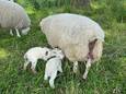 De mama en haar twee kersverse kindjes.