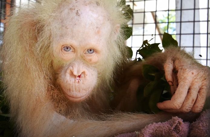 Anderhalf jaar na haar redding gaat het een stuk beter met de albino mensaap.