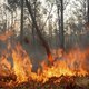Komkommerblog - Poepende wielrenner veroorzaakt fikse bosbrand