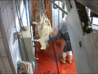 Opnieuw controverse rond Frans slachthuis na lek van gruwelijke beelden