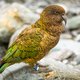 Het Nieuw-Zeelandse eiland Rakiura wordt compleet roofdiervrij gemaakt. Is dat een goed idee?