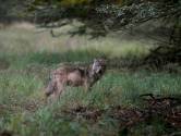 Wolf in Molenschot is ‘zwervende puber’ en maakt geen deel uit van een groep