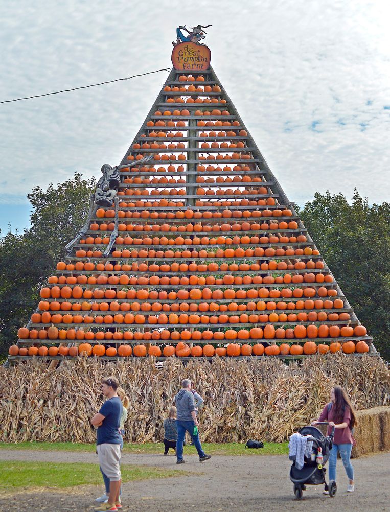 Hét symbool van de herfst is de pompoen. In Clarence, New York, werd onlangs de 26ste Annual Great Pumpkin Farm World Pumpkin Weigh-Off gehouden. De pumpkin spice-industrie is goed voor een omzet van 520 miljoen euro. Beeld Photo News