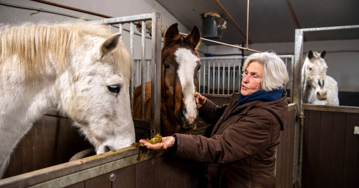 Paarden van Rika (72) voorlopig gered, maar na juni dreigt de slager alsnog