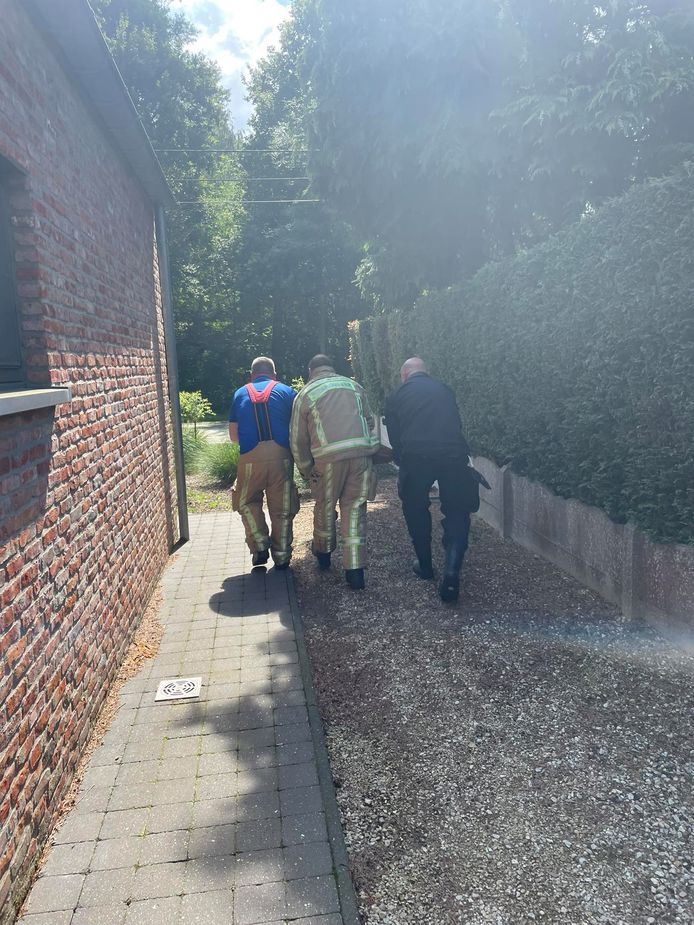 Drie brandweermannen dragen het dier weer naar buiten