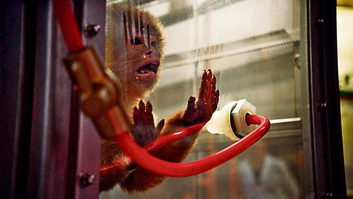 Beeld uit de nieuwe Netflix-documentaire 'Dirty Money', waarin de proeven met apen die worden blootgesteld aan dieselgas wordt nagespeeld - met echte apen, maar met nep-gas
