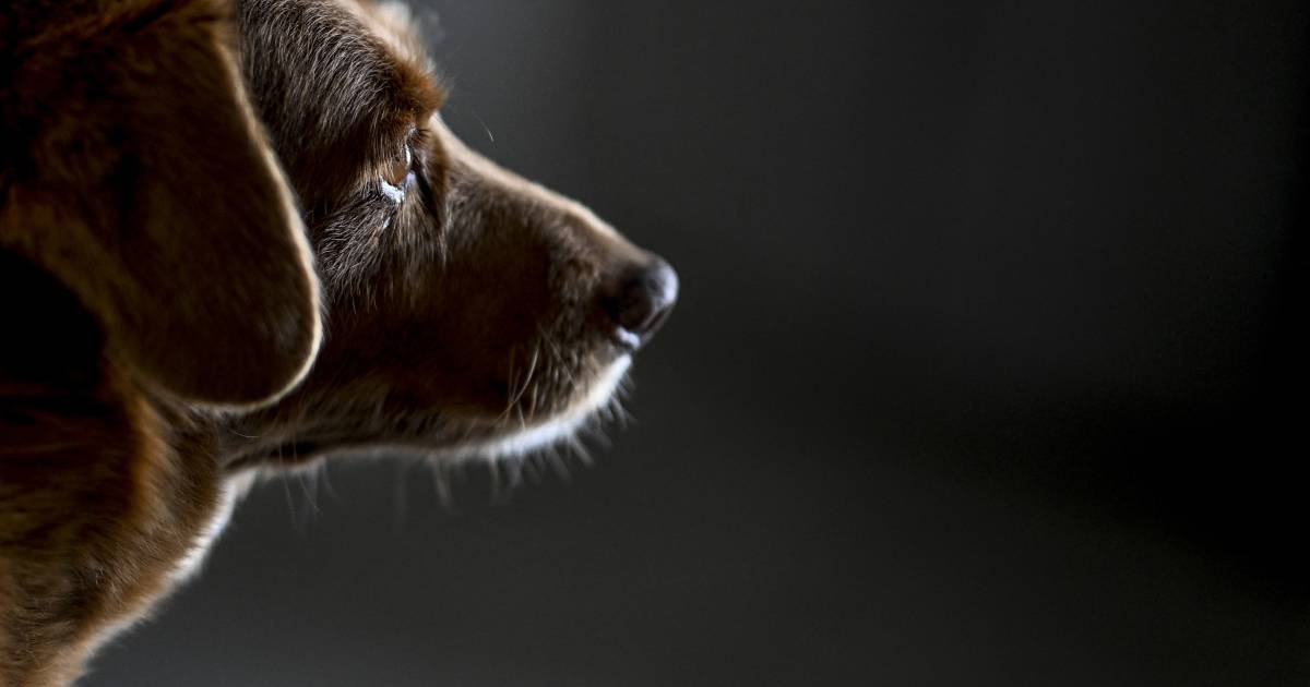 Oudste hond ter wereld op 31-jarige leeftijd overleden: ‘Wat een geweldig leven heb je gehad’ | Buitenland