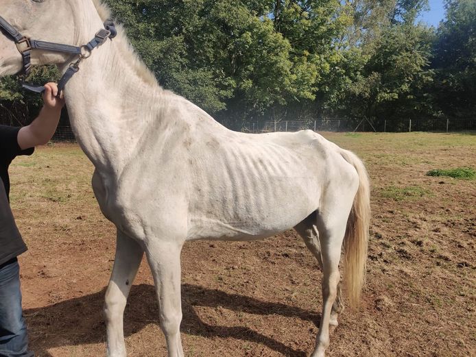cowboy Rust uit Kent Vier verwaarloosde paarden en drie pony's in beslag genomen na advertentie  op tweedehandssite: “Geen druppel water op de warmste septemberdag” |  Tessenderlo | hln.be