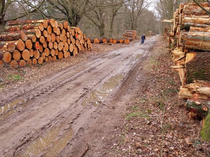 Dat lieve slingerpaadje door ‘mijn huiskamer’ is inmiddels een soort bos-A12 geworden