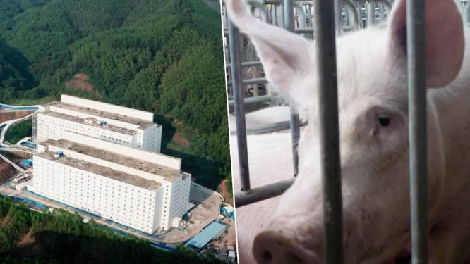 Deze varkens zitten dag en nacht opgestapeld in flatgebouwen: dit is volgens China kwekerij van toekomst