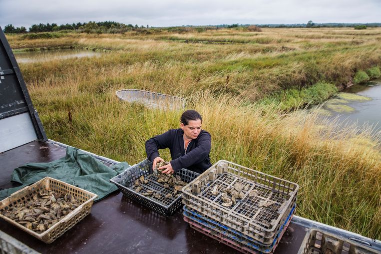 Oesterkweek is een van de inkomstenbronnen op Île d’Oléron. Beeld Aurélie Geurts