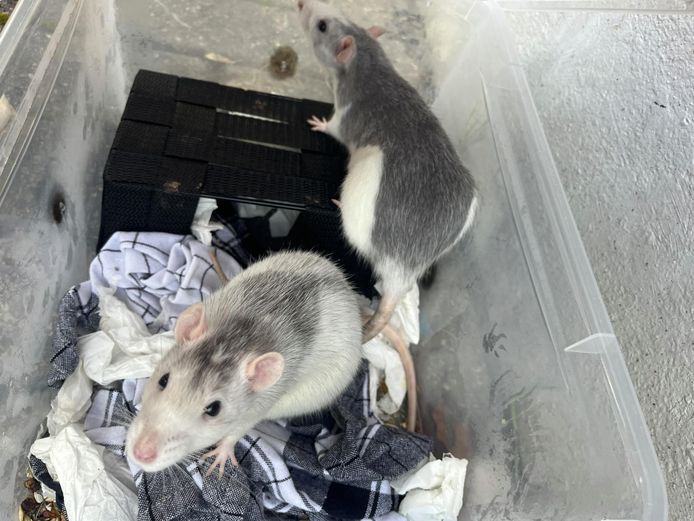 Onbekende dumpt nest tamme ratten op straat in Aldi-zak | Leuven | hln.be