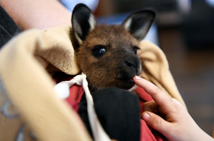 Een geredde babykangoeroe op Kangaroo Island. Foto ter illustratie.