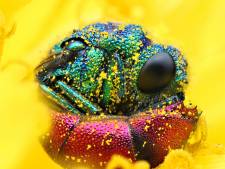 Koekoek van de insectenwereld: de goudwesp