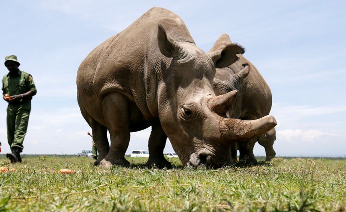 Dochter Fatu (L) en haar moeder Najin (R).