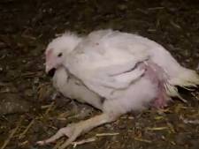 L214 diffuse des images choc sur les conditions d'élevages de poulets dans l'Yonne