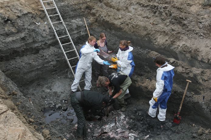 Vier jaar geleden vond een opgraving van potvis Valentijn plaats om na te gaan of een reconstructie mogelijk was.