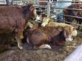 900 jonge stieren dobberen al 2 maanden op de Middellandse Zee, maar hun eind is in zicht - letterlijk