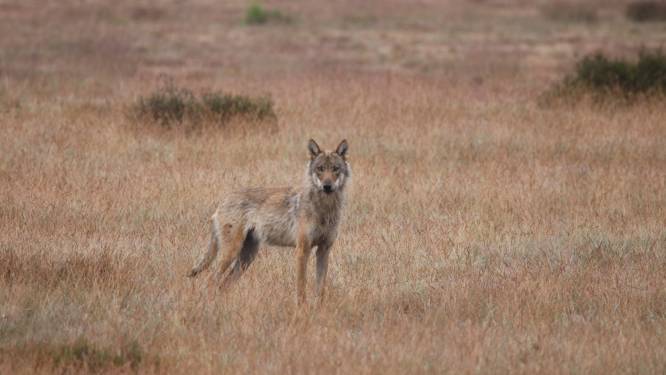 Vierde wolvenroedel in Nederland: welpen in Park de Hoge Veluwe. ‘Ons probleem wordt alleen maar groter’