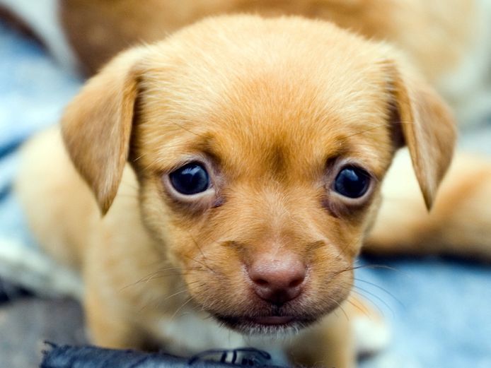 Hoe Schattige Dierenfoto S Agressie Opwekken Dieren Hln Be