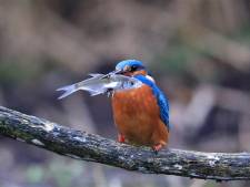 Waarom ik uren kan turen naar ijsvogels